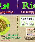 برنج  در اقتصاد چالش برانگیز جهانی غذا